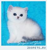 Британские серебристые котята шиншиллы с изумрудными глазами