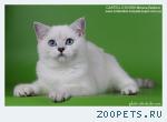 продажа британских котят