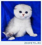 Вислоухий серебристый плюшевый котик голубая шиншилла 