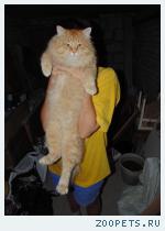 найден кот
