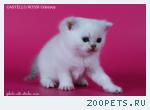 Продажа британских котят