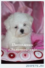 Мальтезе (мальтийская болонка) щенки мини и стандарт - Cчастье в