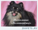 Померанский (Немецкий) шпиц, Мальтезе и Йоркширский терьер щенки