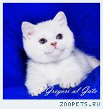 Эксклюзивные Британские серебристые шиншиллы синеглазки 