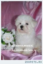 Очаровательные щенки мальтезе, мальтийская болонка щенки мини и 