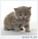 Британские котята