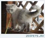 Британская кошечка