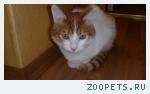 Потерялся кот