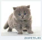 Британские котята классических окрасов