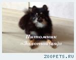 Черно-подпалая девочка миниатюрного шпица купить