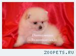 Щенки миниатюрного шпица (померанский, карликовый, цвергшпиц)