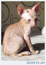 Бесплатно котенок корниш-рекс