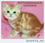 Британские мраморные котята  из питомника VIVIAN.