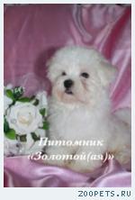 Мальтезе (мальтийская болонка) щенки мини и стандарт - счастье в