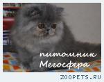 Персидские котята