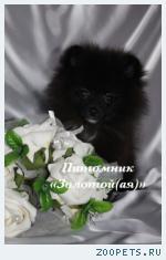 Шпиц померанский (немецкий) редкого окраса щенки купить