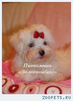 Продаю очаровательные щенки Мальтезе мини и стандарт