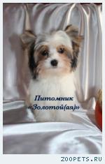 Продаю Щенки Бивер Йорка, Бивера мини и стандарт