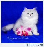 Британские длинношерстные серебристые шиншиллы 