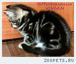 Британские мраморные котята  из питомника VIVIAN.