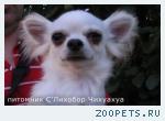 Щенки Чихуахуа ркф