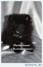 Щенки миниатюрного шпица (померанский, карликовый, цвергшпиц)