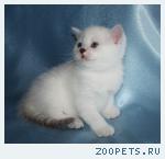 Британские котята серебристые шиншиллы с изумрудными и синими гл