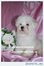 Мальтезе (мальтийская болонка) щенки мини и стандарт