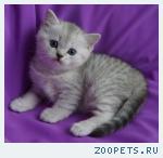 Шотландские вислоухие и прямоухие КОТИКИ
