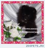 Очаровательный щенок миниатюрный шпиц мальчик