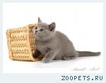 Британские мишутки - голубые и лиловые британские котята.