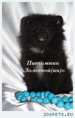 Продаю Шпиц Немецкий Миниатюрный (Карликовый, Померанский)