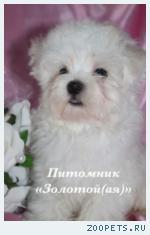 Мальтезе (мальтийская болонка) щенки мини и стандарт