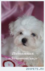 Продаю очаровательные щенки Мальтезе мини и стандарт