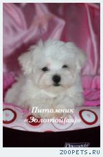 Мальтезе (мальтийская болонка) щенки мини и стандарт