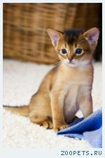 Абиссинские котята – девочки дикого окраса