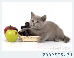 Голубые британские котята.