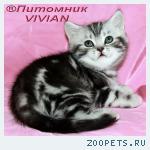 Британские котята мраморные котята из питомника VIVIAN.