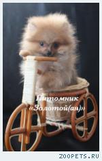 Шпиц Миниатюрная девочка