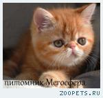 Экзотические котята