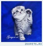 Вислоухие серебристые котята