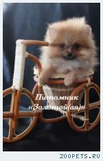 Шпиц Миниатюрная девочка