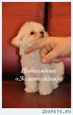 Мальтезе (мальтийская болонка) щенки мини и стандарт 