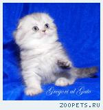 Роскошный серебристый хайленд-фолд!
