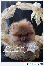 Шпиц Миниатюрная девочка