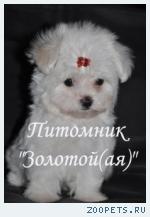очаровательные щенки Мальтезе мини и стандарт