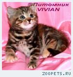 Британские мраморные котята из питомника VIVIAN