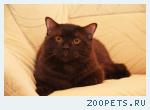 Британский КОТИК-подросток