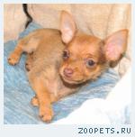 Той-терьер. Черные, рыжие, шоколадные щенки
