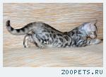 Бенгальские котята не дорого